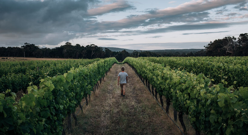 Vineyards