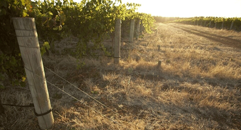 Xabregas Vineyard