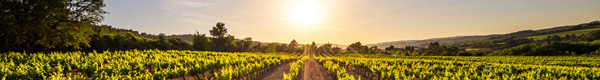 winerysun2